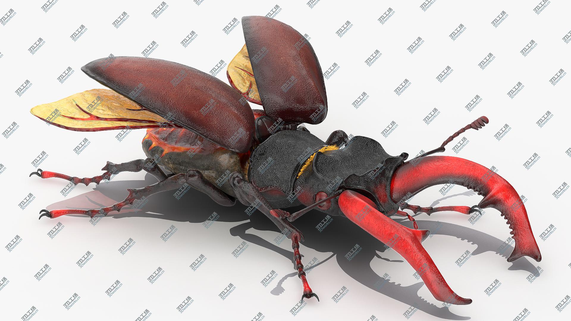 images/goods_img/2021040164/Lucanus Cervus Stag Beetle Fur model/1.jpg